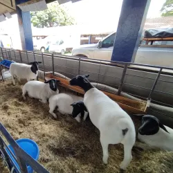 Parque Ney Braga - Londrina