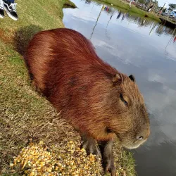 Parque Ambiental - Marechal Cândido Rondon
