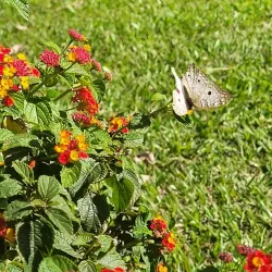 Parque Alfredo Nyffeler - Maringa