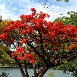 Parque Alfredo Nyffeler - Maringa