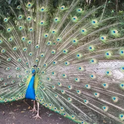 Parque do Ingá - Maringa
