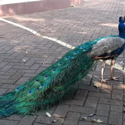 Parque do Ingá - Maringa