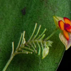 Orchid Garden (Jardim das Orquídeas) - Monte Verde