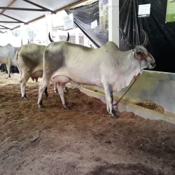 Parque Municipal de Exposições - Muriaé