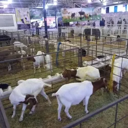 Parque Municipal de Exposições - Muriaé