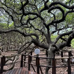 Cajueiro de Pirangi - Natal