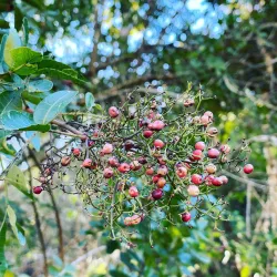 Cachoeira do Chapéu - Nova Lima