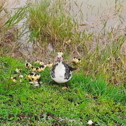 Parque dos Paturis - Osasco