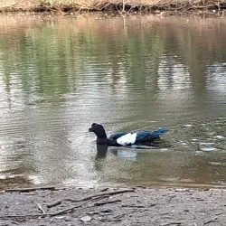 Parque Ecológico Dionísio Alvarez Mateos - Osasco