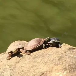 Parque Ecológico Dionísio Alvarez Mateos - Osasco