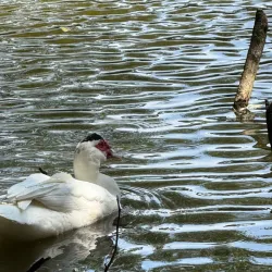 Parque Municipal Chico Mendes - Osasco