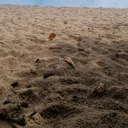 Praia do Pontal - Palhoça