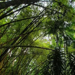 Cachoeira da Pedra Branca - Paraty