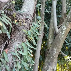 Parque Municipal de Paulínia - Paulinia