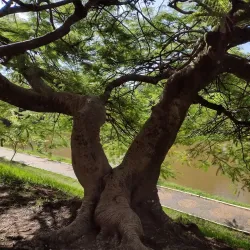 Parque Municipal de Paulínia - Paulinia