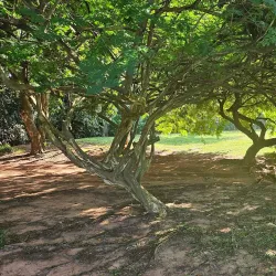 Parque Municipal de Paulínia - Paulinia