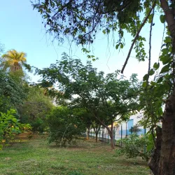 Parque das Mangueiras - Paulista