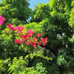 Parque das Mangueiras - Paulista