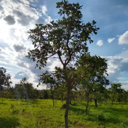 Parque Natural do Riacho Fundo - Riacho Fundo II