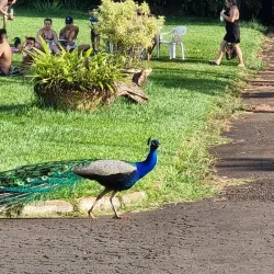Ribeirão Preto Botanical Garden - Ribeirao Preto