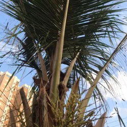 Santa Cruz Church - Ribeirao Preto