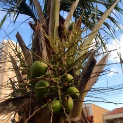 Santa Cruz Church - Ribeirao Preto