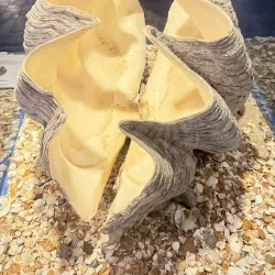 Museu Oceanográfico - Rio Grande