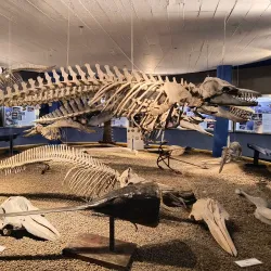 Museu Oceanográfico - Rio Grande
