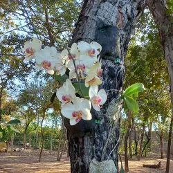 Parque Natural Municipal da Mata do Cerrado - Rondonópolis