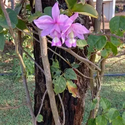 Parque Natural Municipal da Mata do Cerrado - Rondonópolis