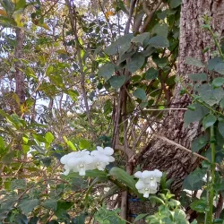 Parque Natural Municipal da Mata do Cerrado - Rondonópolis