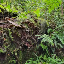 Cachoeira do Matão - Salto