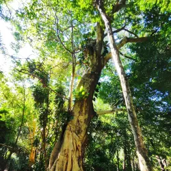 Parque Ecológico do Matão - Salto