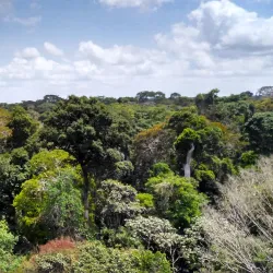 Floresta Nacional do Tapajós (Tapajós National Forest) - Santarém
