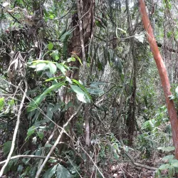 Floresta Nacional do Tapajós (Tapajós National Forest) - Santarém