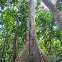 Floresta Nacional do Tapajós (Tapajós National Forest) - Santarém