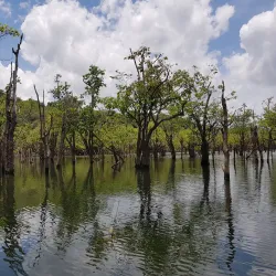 Floresta Nacional do Tapajós (Tapajós National Forest) - Santarém