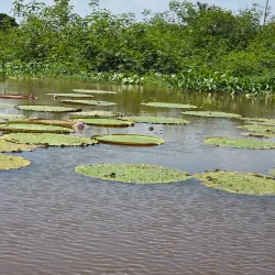 Meeting of the Waters (Encontro das Águas) - Santarém