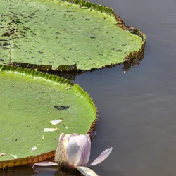 Meeting of the Waters (Encontro das Águas) - Santarém