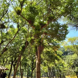 Parque Natural Municipal do Pedroso - Santo Andre