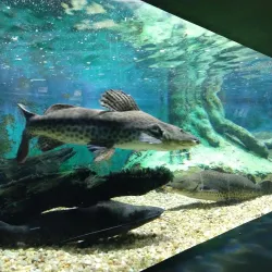 Aquário Municipal de Santos - Santos