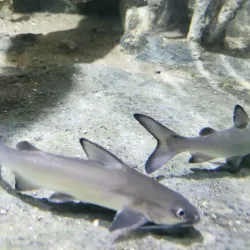 Aquário Municipal de Santos - Santos