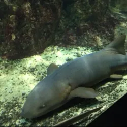 Aquário Municipal de Santos - Santos