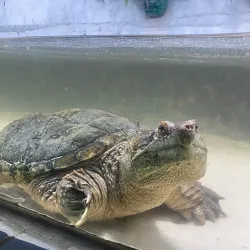 Aquário Municipal de Santos - Santos