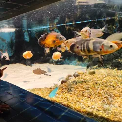 Aquário Municipal de Santos - Santos