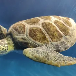 Aquário Municipal de Santos - Santos