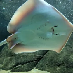 Aquário Municipal de Santos - Santos