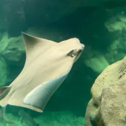 Aquário Municipal de Santos - Santos