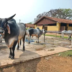 Centro Cultural e de Exposições - Sao Jose do Rio Preto SP