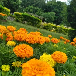 Bosque Municipal Dr. Celso Maria de Figueiredo - Sao Jose dos Pinhais